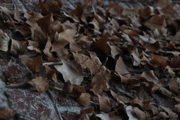 Photographie