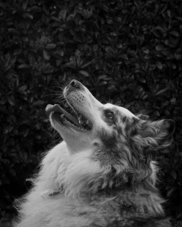 Photographie